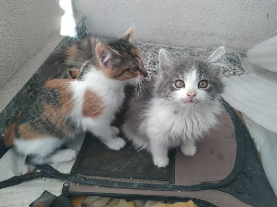 Две котешки момичета търсят своя добър и грижовен осиновител