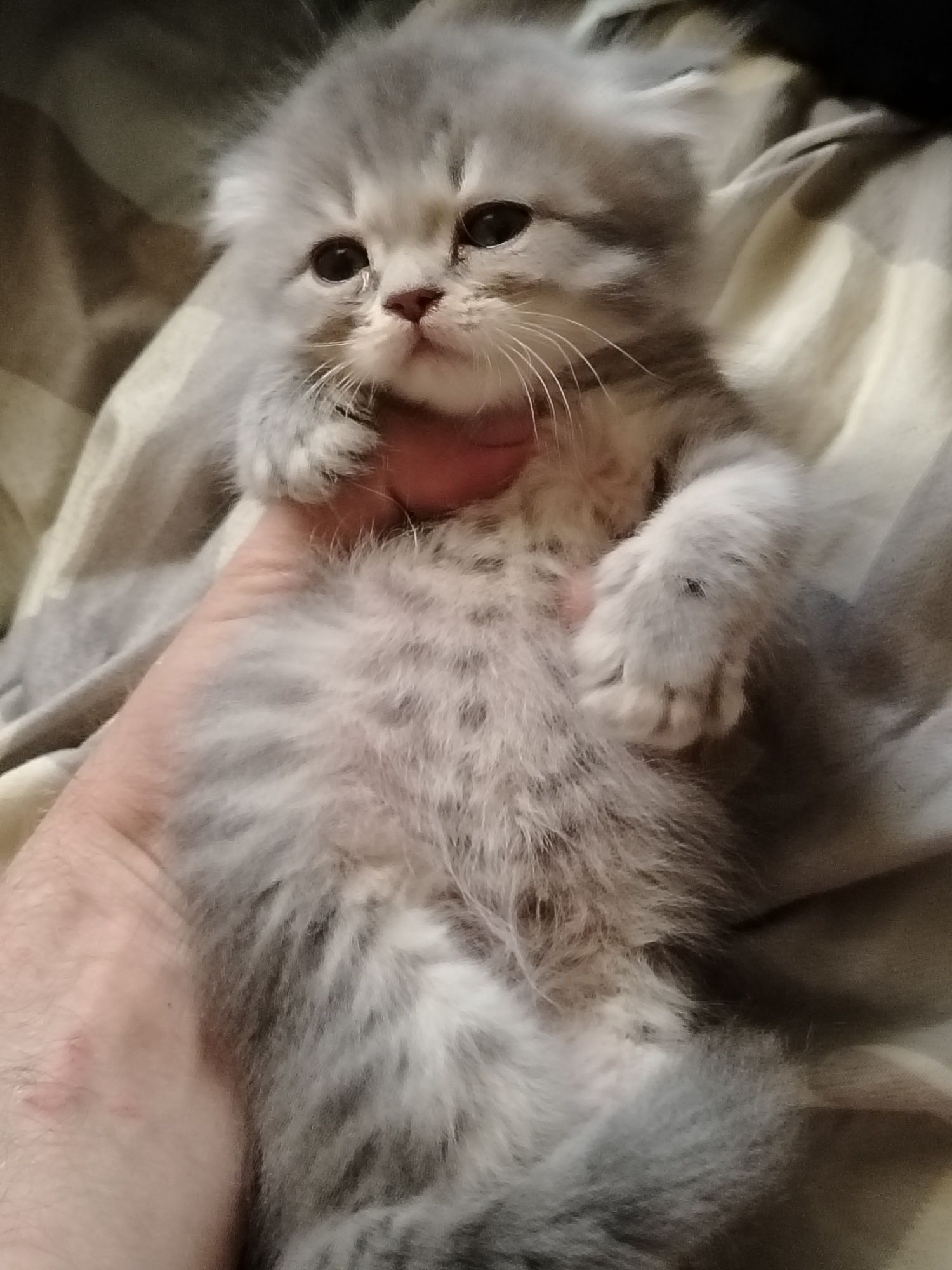 Продаются прекрасные котята