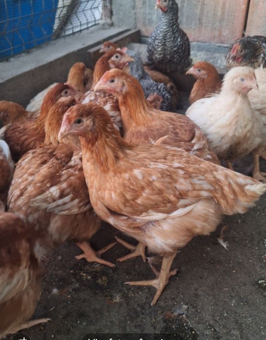 Vând puicute si cocoși din rasa de kabir