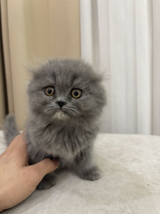 Котята скоттиш фолд