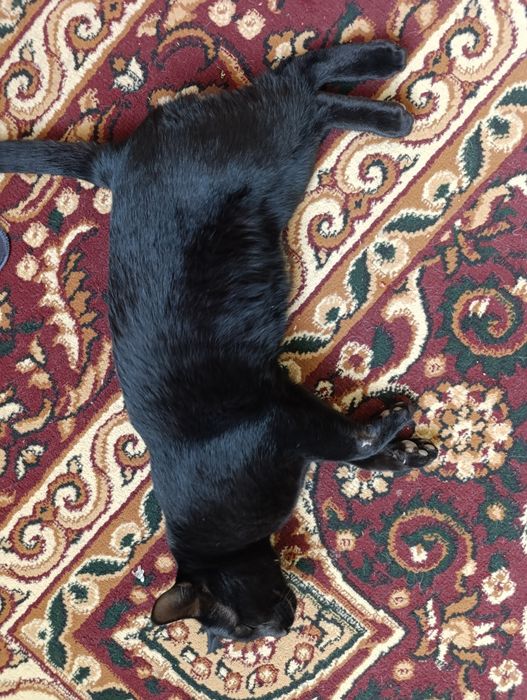 Mushuk hadyaga beriladi