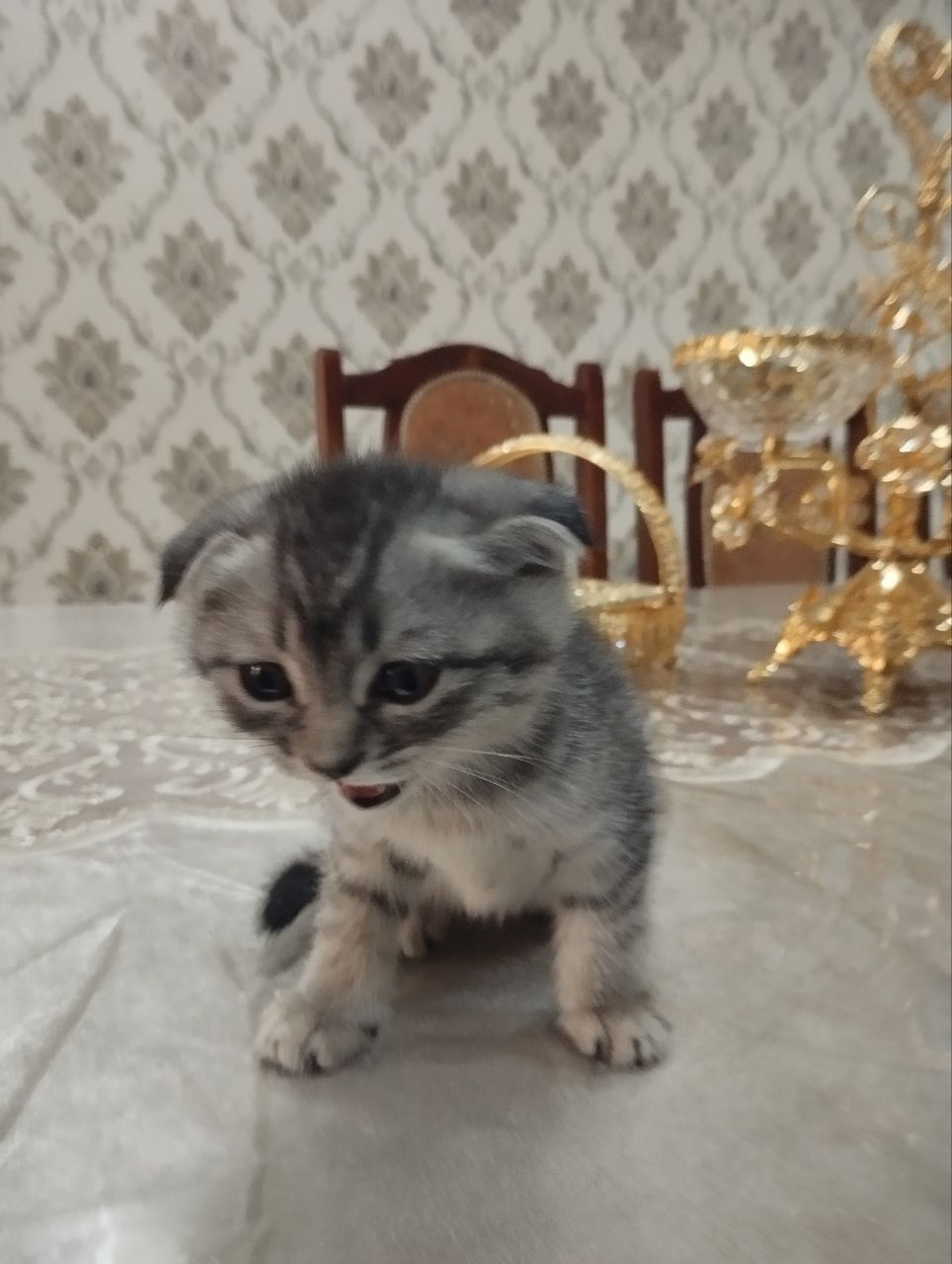 Продаётся котёнок