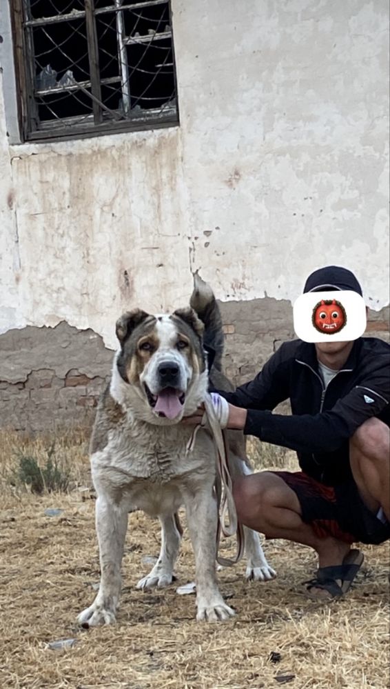 Готовый боец Продается