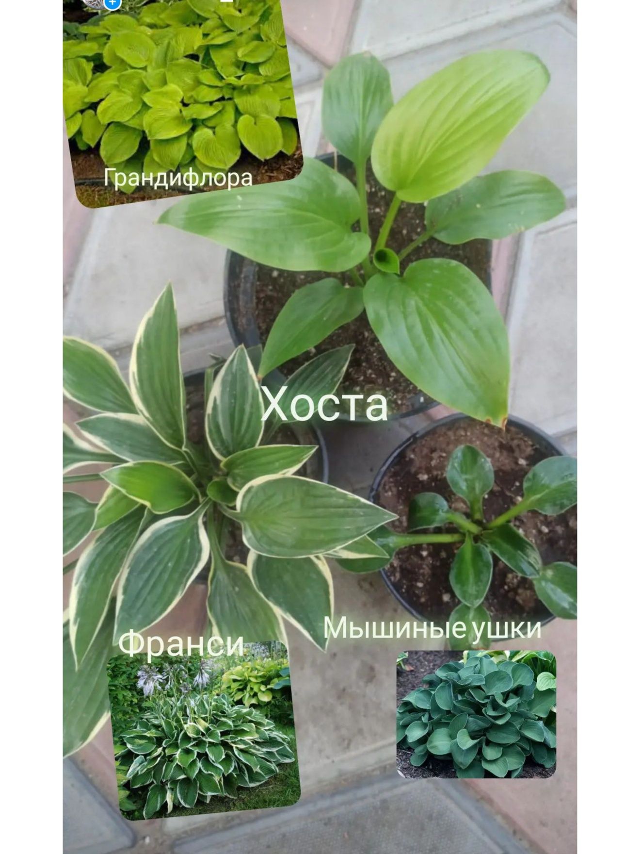 Хоста гибридная .