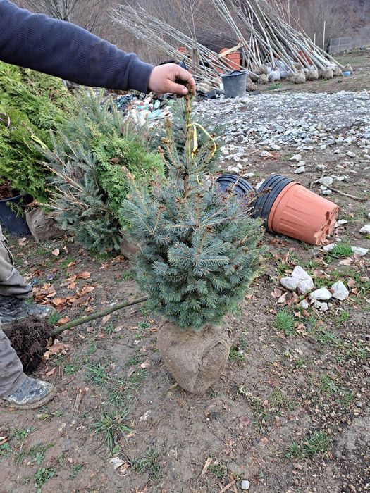 Crează o oază de verdeață cu plante ornamentale și conifere