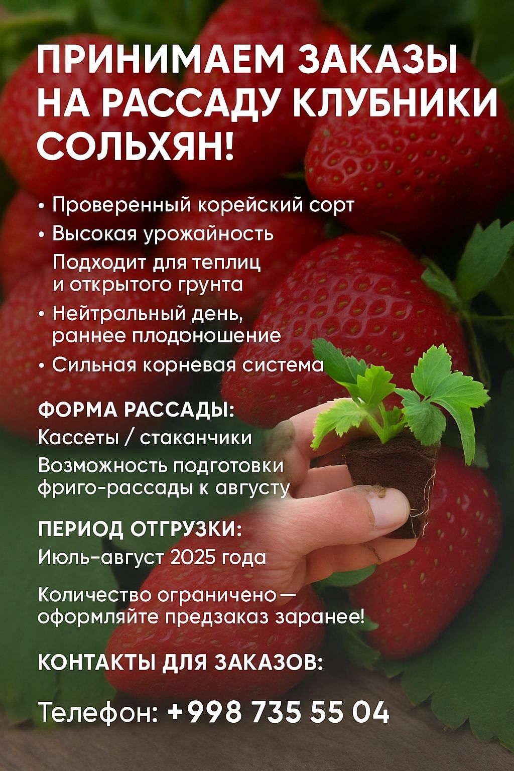 рассада клубники / кулупнай кўчатлари