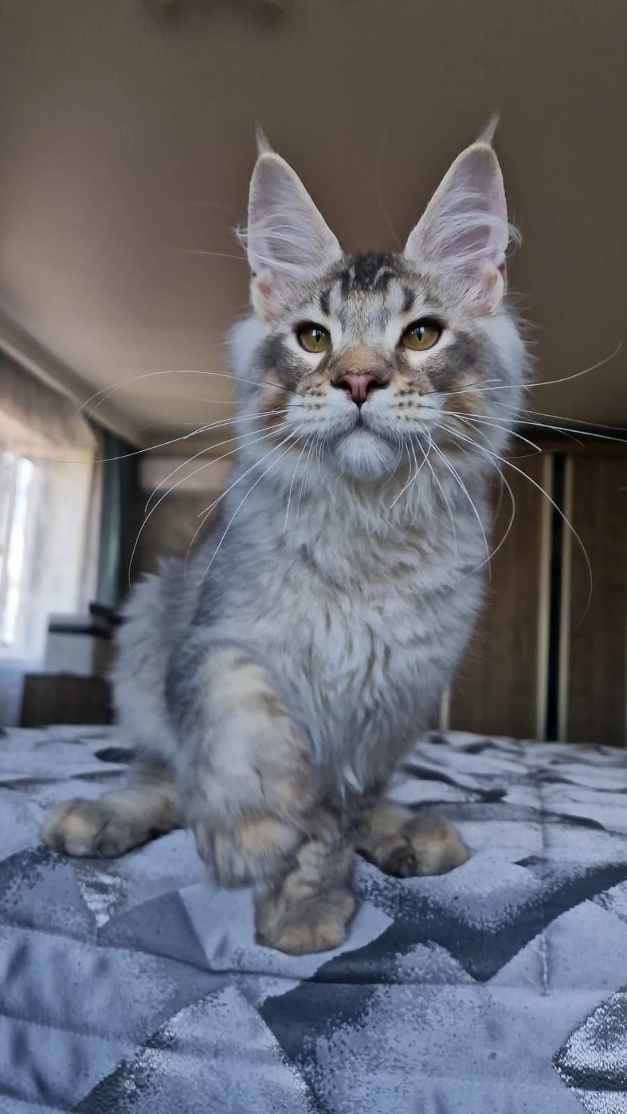 Котёнок Мейн-Кун.