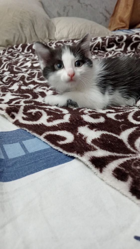 Отдам котёнка девочку
