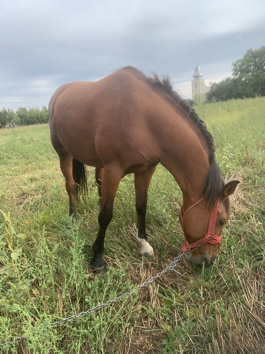 Vand iapa buna de 10 ani ingrijita si potcovita la timp