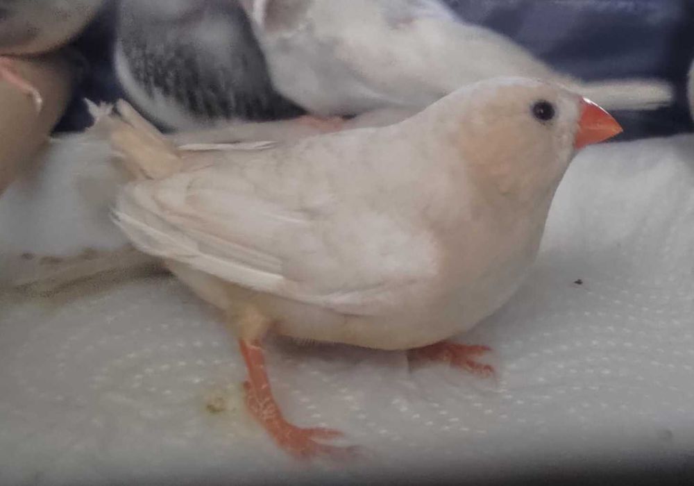 продавам зеброви амадини джъмбо, различни мутации