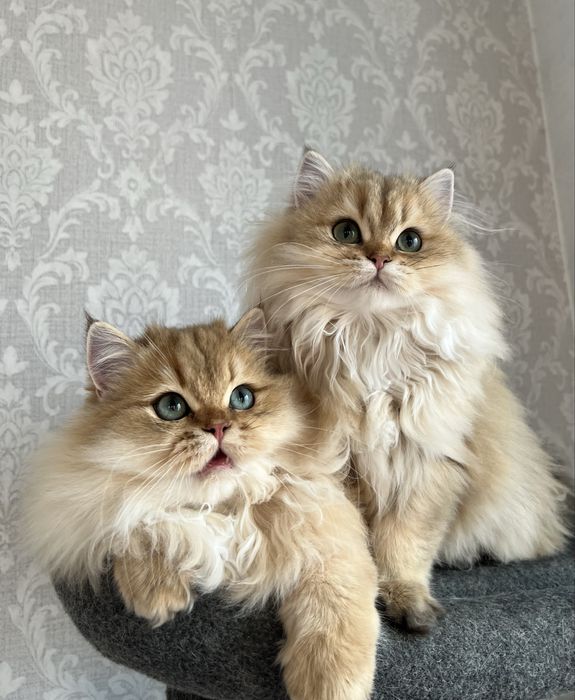 British golden cu pedigree