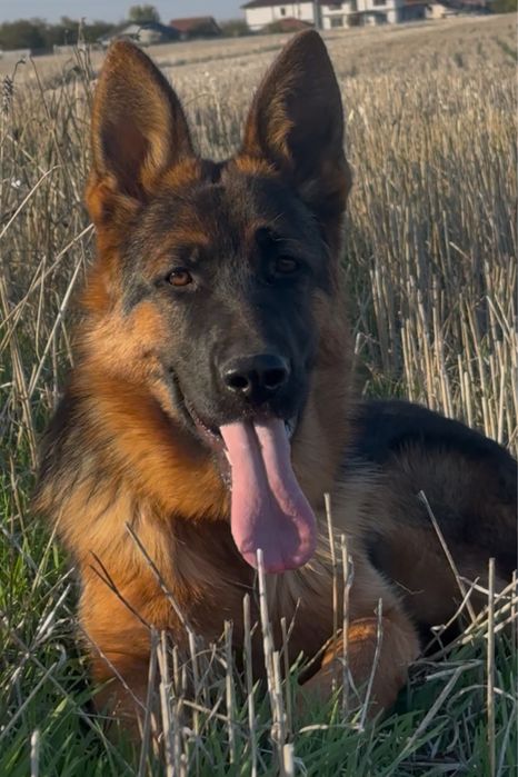 Femeluta Ciobanesc German DE ELITĂ