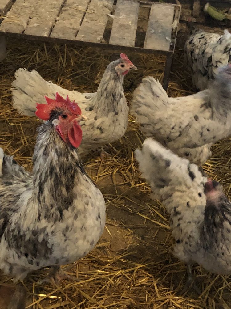 Oua Australorp pentru incubat