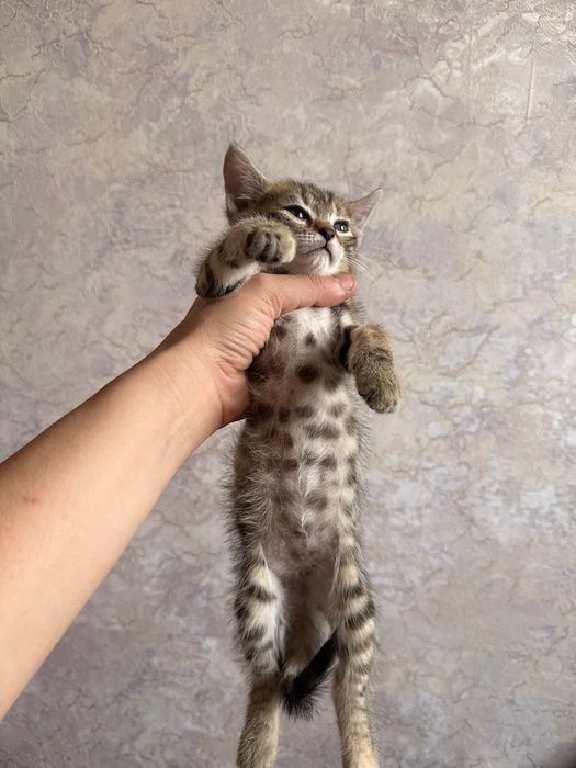 Бенгальский котенок мальчик и девушка