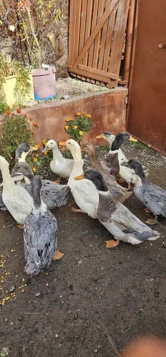 Vând rate de casă tinere