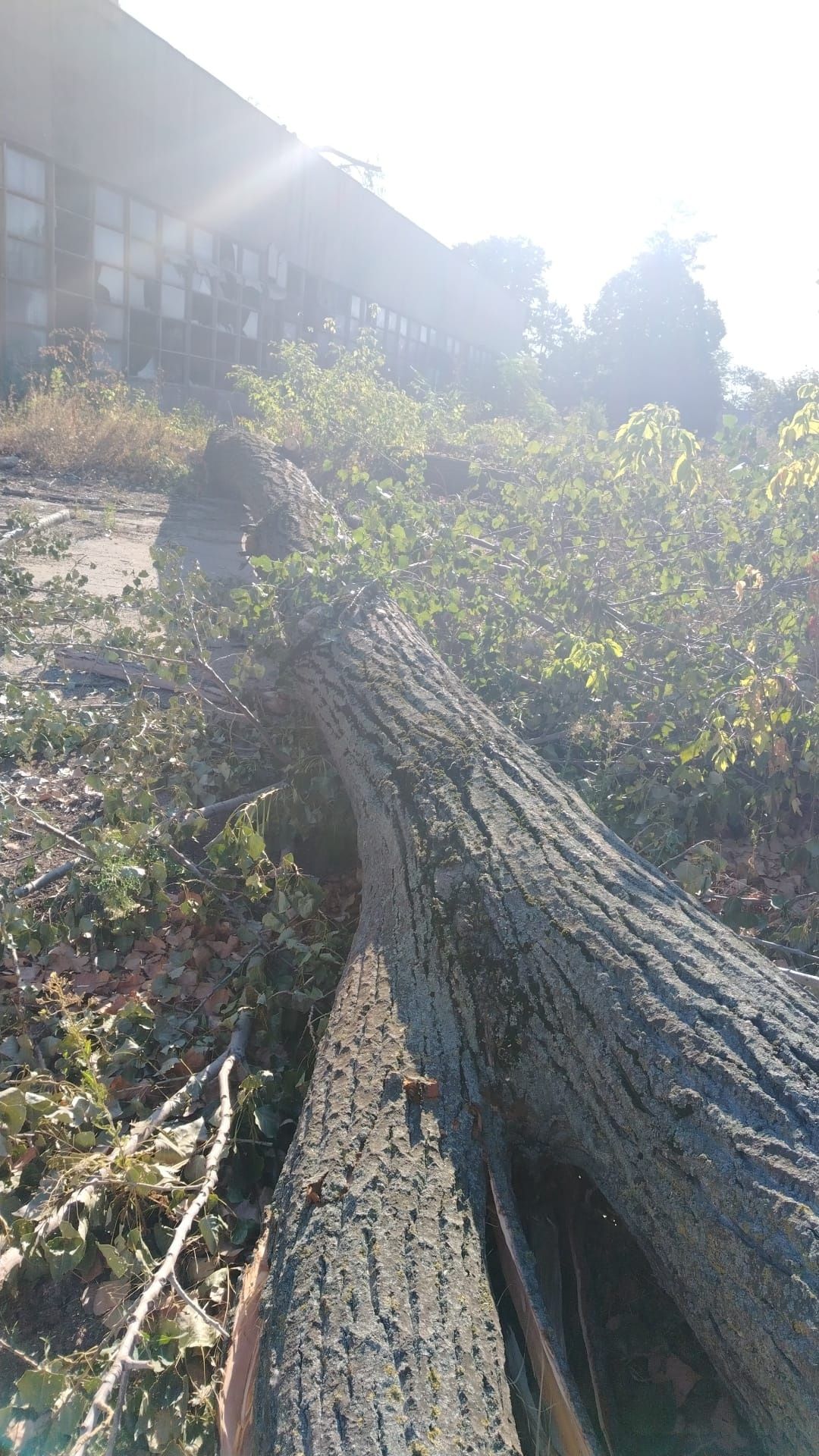 Lemne de foc  esenta moale