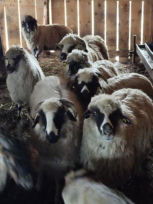 Schimb cu vacă cu lapte