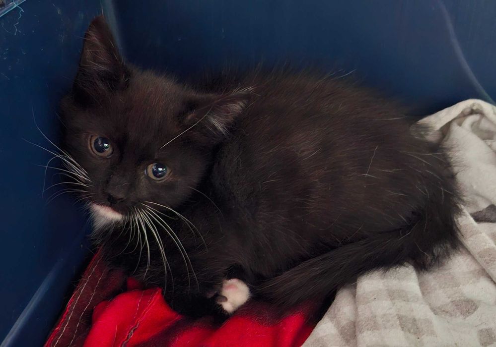 Adoptie pui de pisica negru Fernando