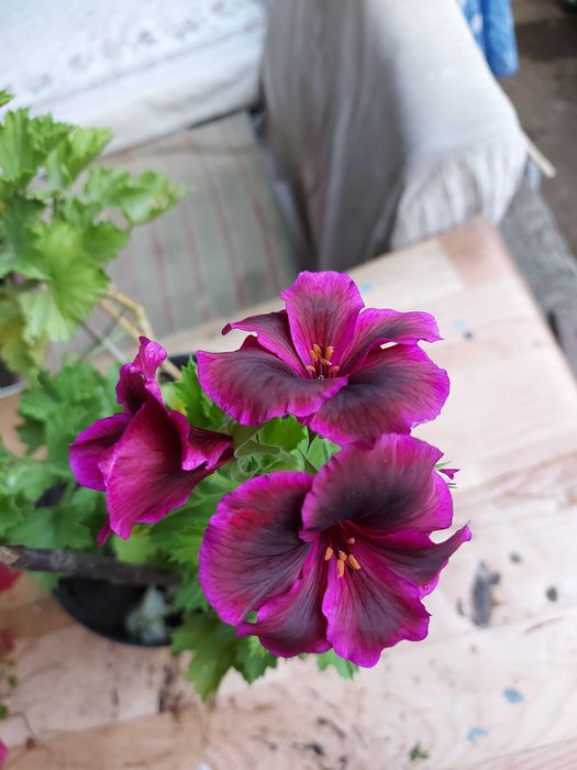 Циперусы  Хлорофитумы ,  бугенвиллия  и др.