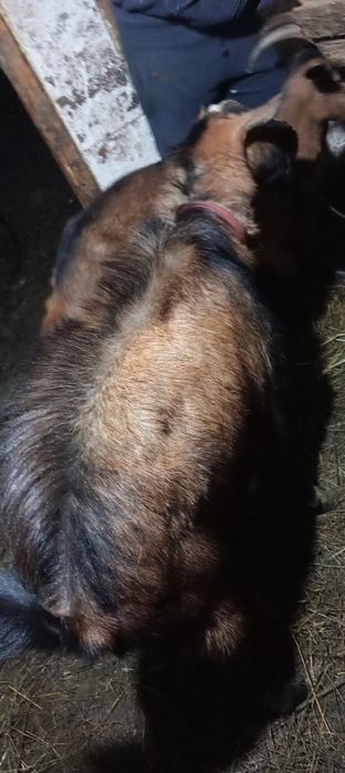 Țap de vânzare mai multe detalii la Nr de tel