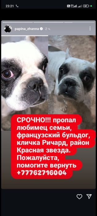 Французский бульдог