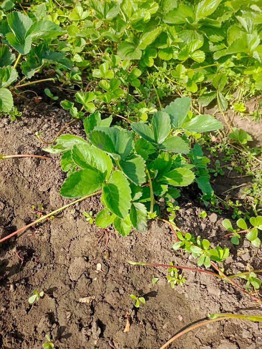 Продам рассаду клубники Лорд,Зенга, Ремонтантная  звоните адрес селик