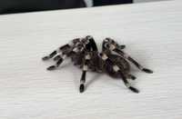 Продам паука. Avanthoscurria geniculata.