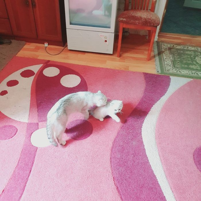 Котёнок породы шиншилла