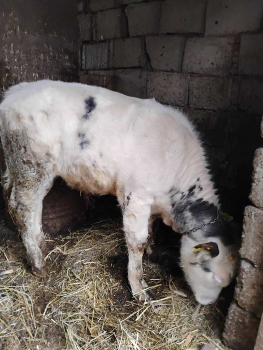 Vand 2 vitei taurasi