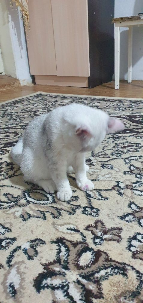 Котята 4 месяц 1 мальчик, 1девочка продаётся