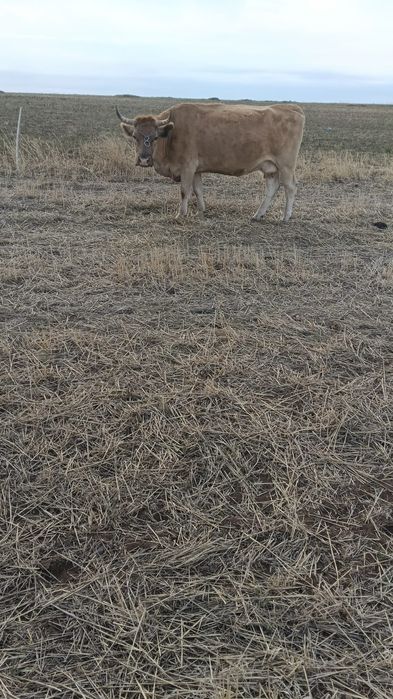 Vacă d vanzare d prăsilă