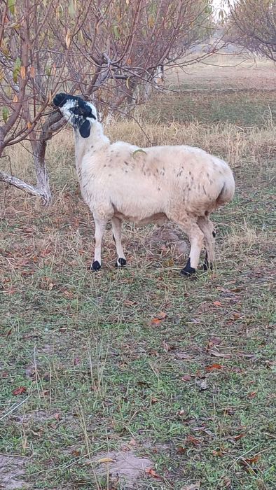 Bugʻoz qoʻy sotiladi