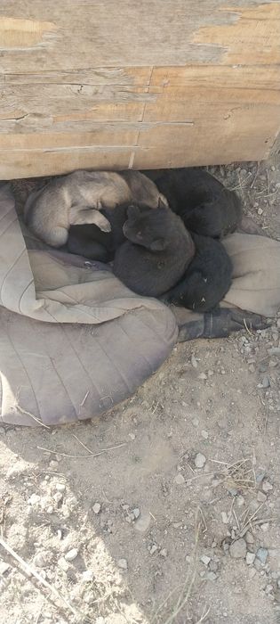 Щенков 1- месячные