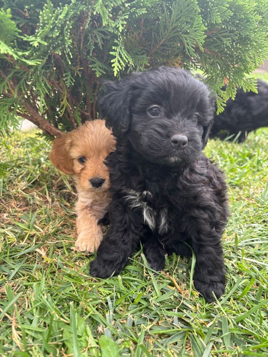 Кавапу///Cavapoo