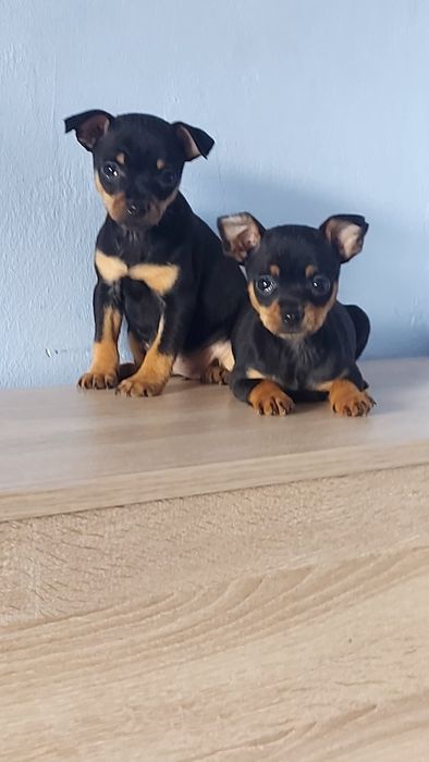 Мини пинчер/ пинчери