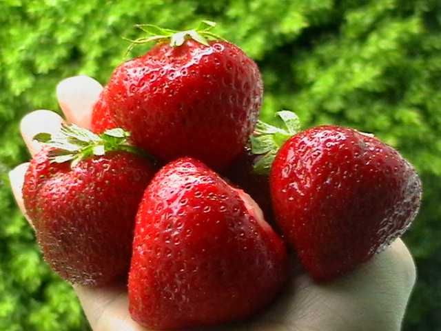 Stoloni Capsuni Soiul San Andreas .(Cu Rod Continu)