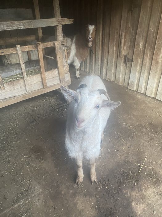 Vand capre la pachet