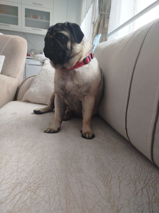 Мопс момче на 10 меца