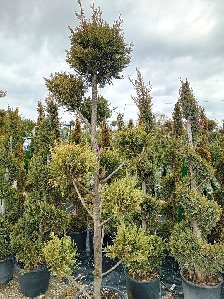 Rulouri de gazon plante ornamentale decorative