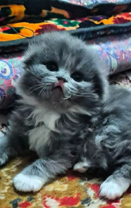 Продаются котята