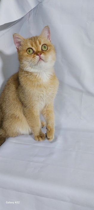 Продаётся  мальчик  очень  сладкий  и ласковый  породы  британский