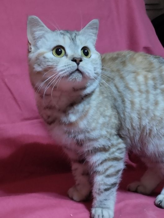 Продам  двух  кошечек, скотиш фолд  и  cтрайт .