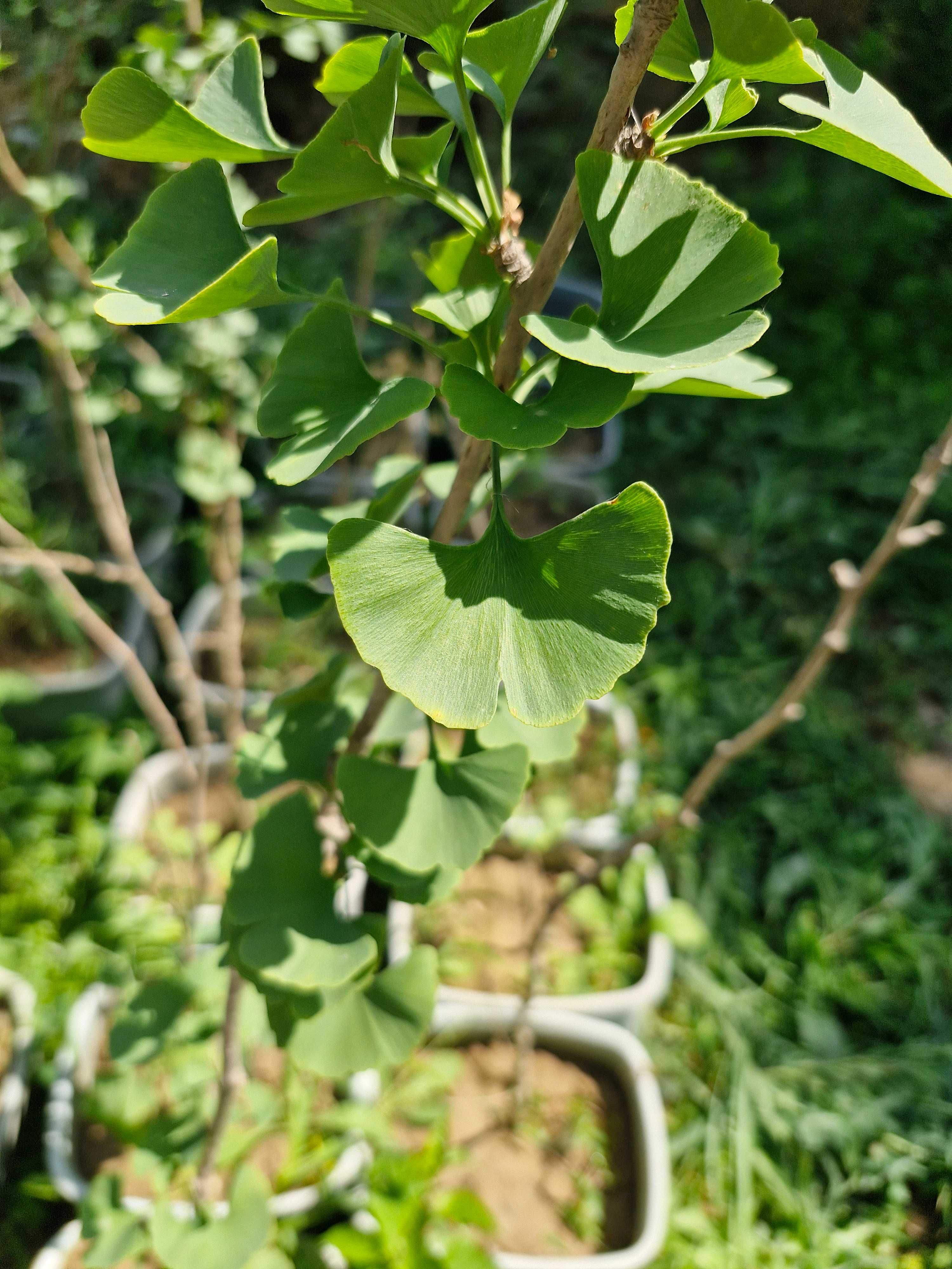 Гинкго двулопастный (лат. Ginkgo biloba)