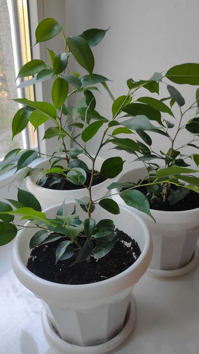 Фикус Бенджамина Наташа (Ficus benjamina Natasja)