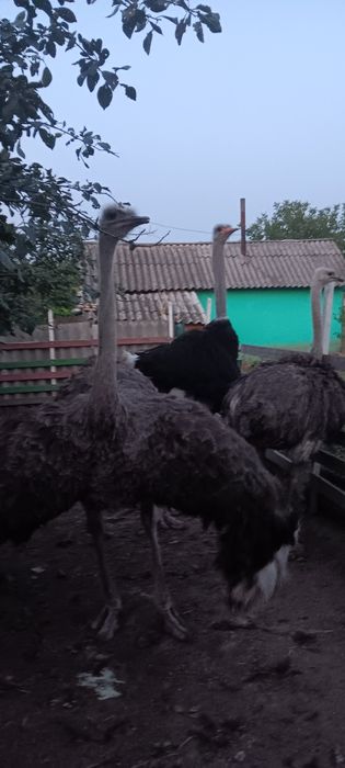 De vânzare familie de struti Africani .