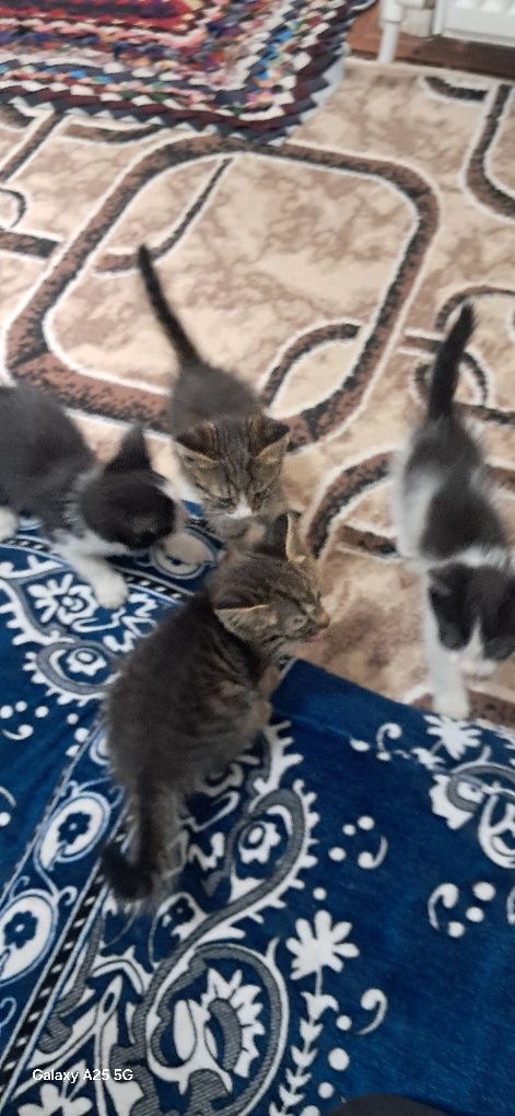 Mushuk bollari bor kimga kerak boʻlsa