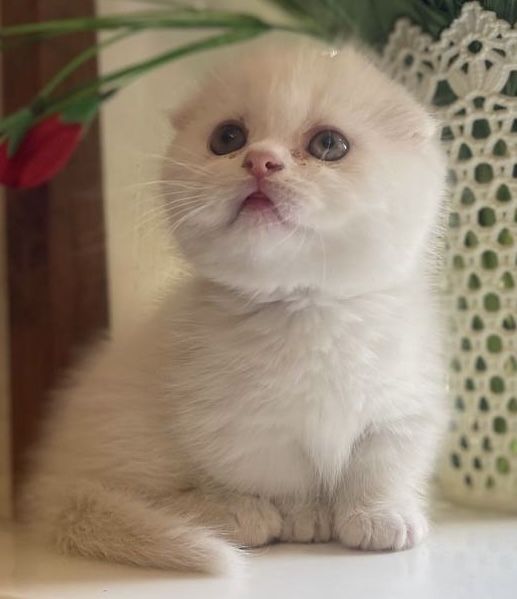 Продаётся котенок Скоттиш фолд манчкин коротколапый вислоухий
