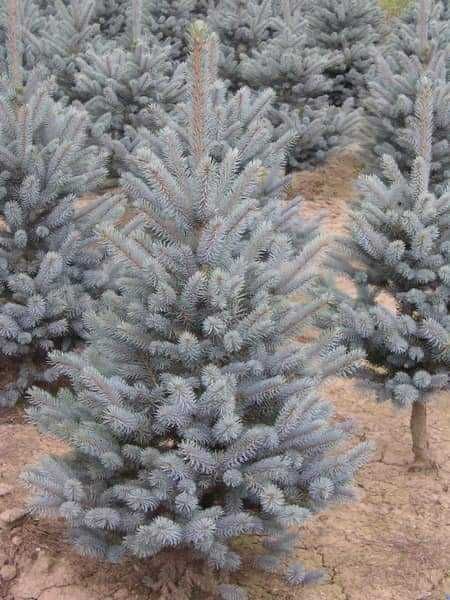 Сребристни елхи и смърчове