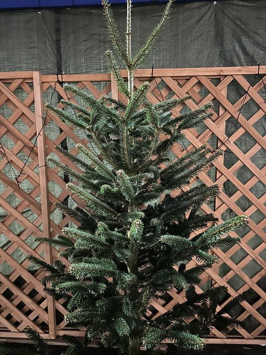 Brad la ghiveci pepiniera