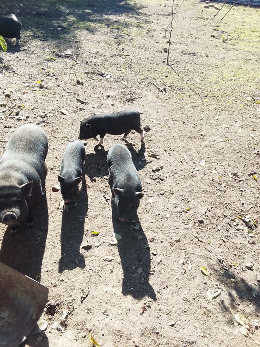 Виетнамски прасета на 2 месеца